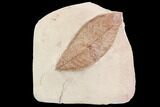 Red Fossil Leaf (Phyllites) - Glendive, Montana #95465-1